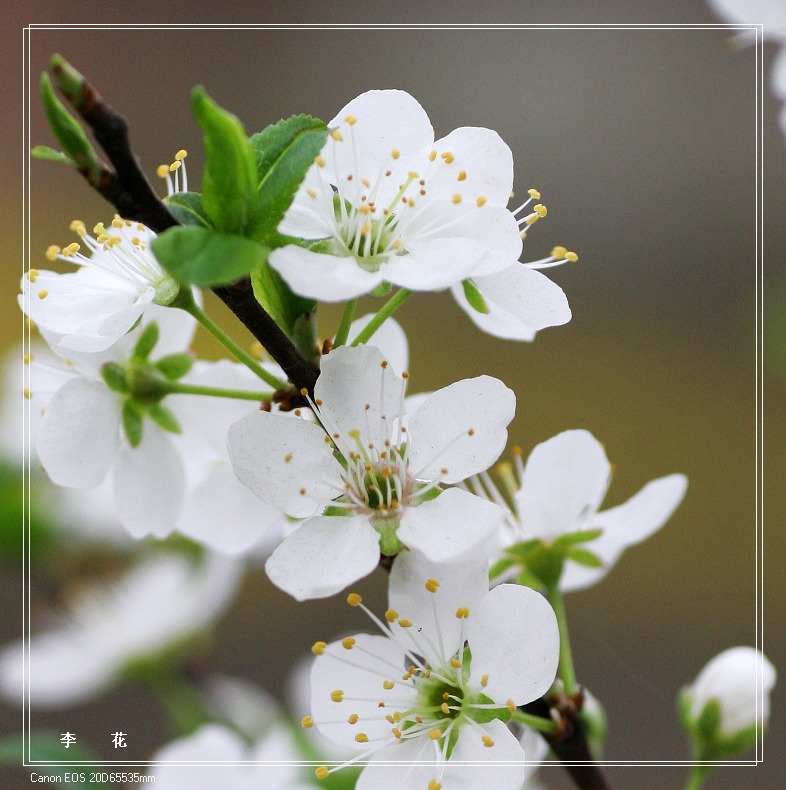 李子花 摄影 一思