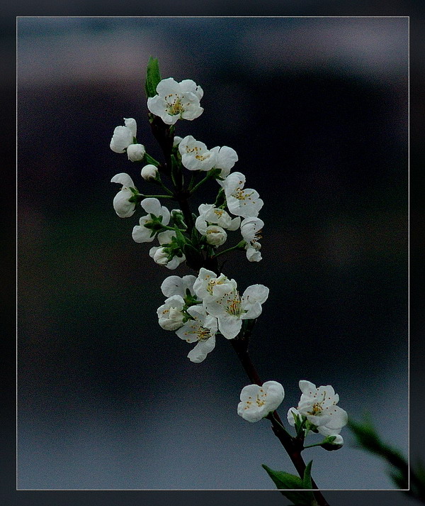 迎春花 摄影 多木