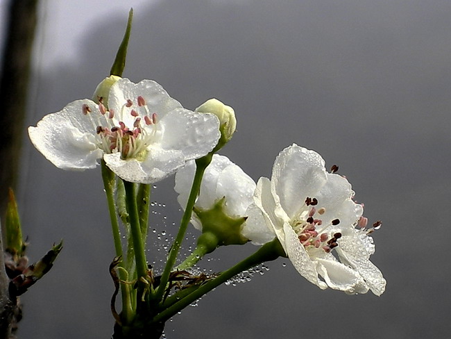 梨花泪 摄影 风帆