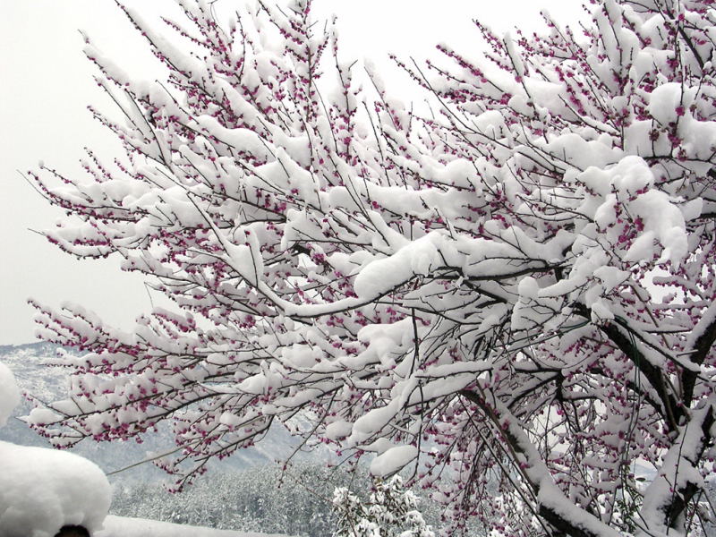 雪梅 摄影 秋之韵