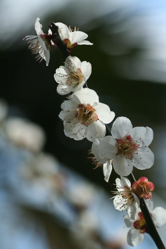 梅花 摄影 无名小花