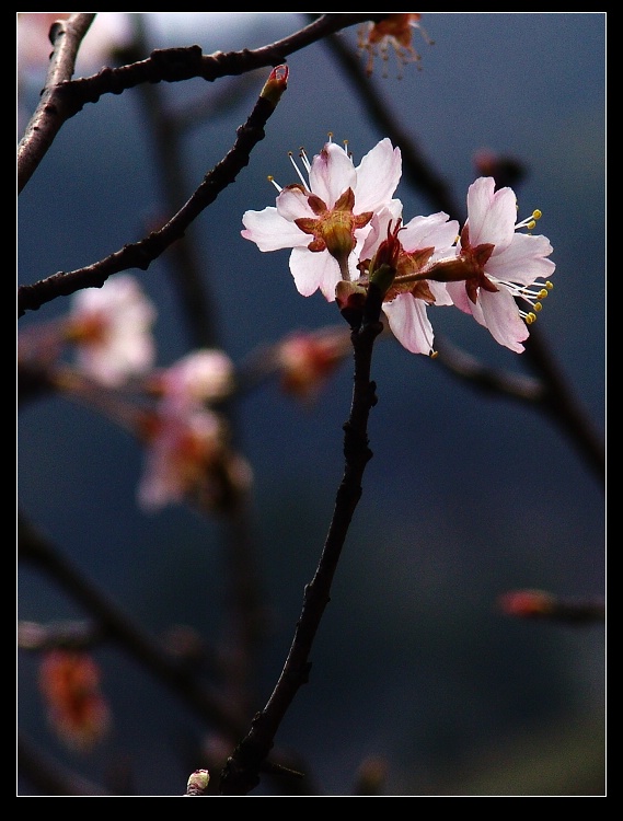 樱桃花2 摄影 sunrise2006