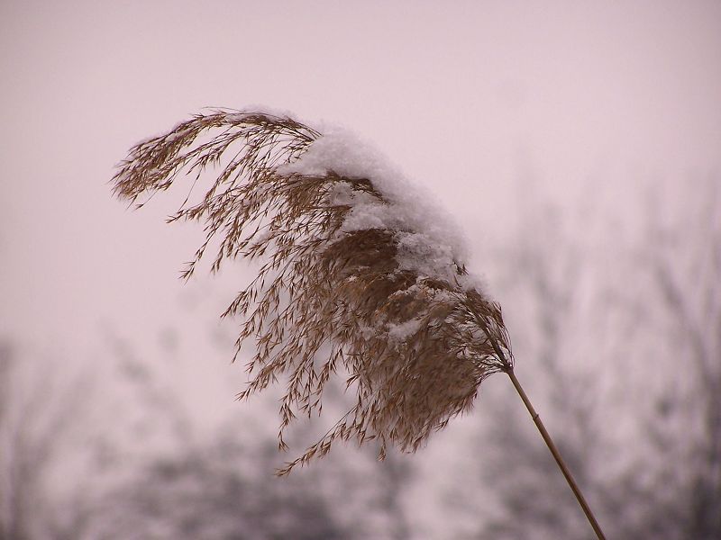 雪中摇曳的苇花 摄影 鸿儒.