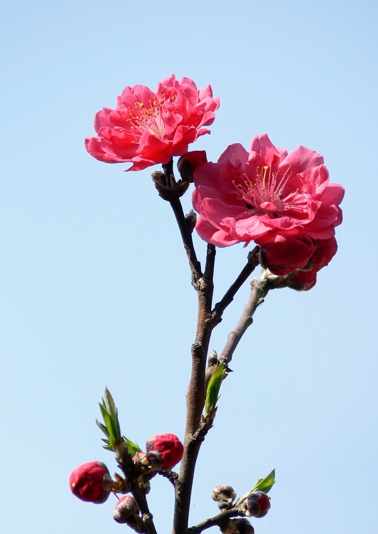 桃花2 摄影 静野