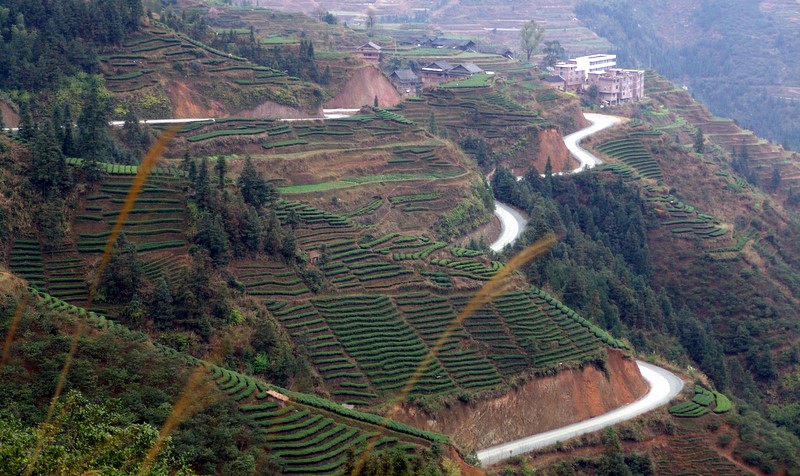 高山茶园 摄影 刀鳅