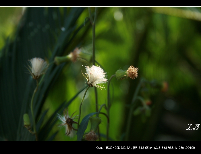 小花 摄影 老奔