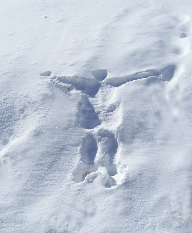 雪地人影 摄影 淳哥