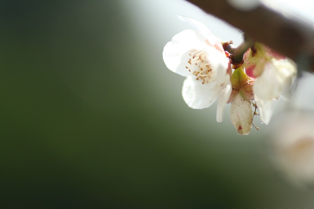 梅花 摄影 无名小花