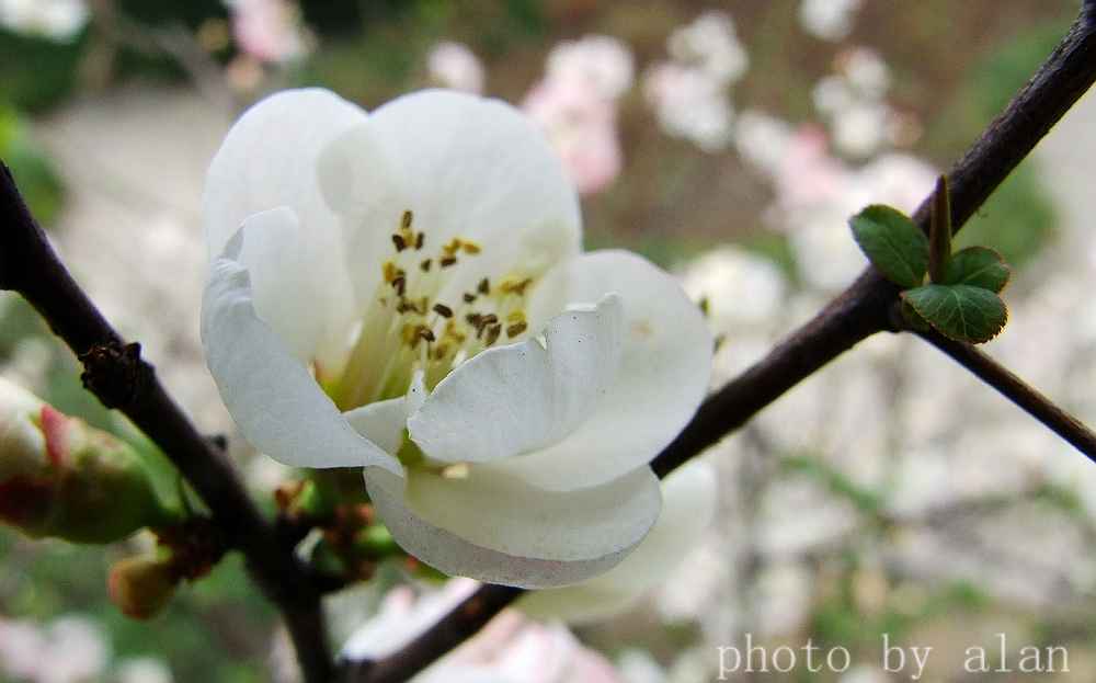 sakura 摄影 麦仙鱼