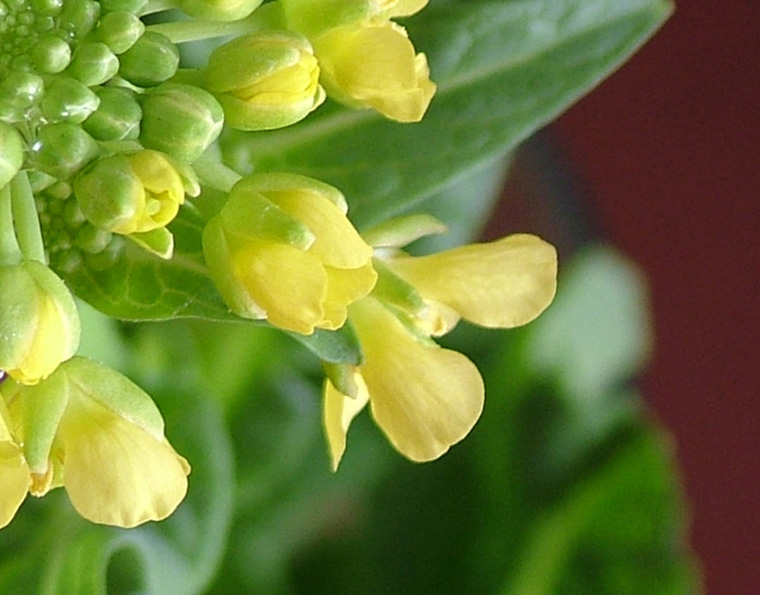 白菜花开 摄影 夏日斜阳