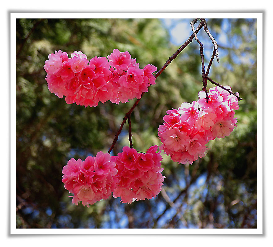 灿烂樱花 摄影 紫蒂