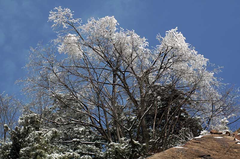 雪树 摄影 朴拙