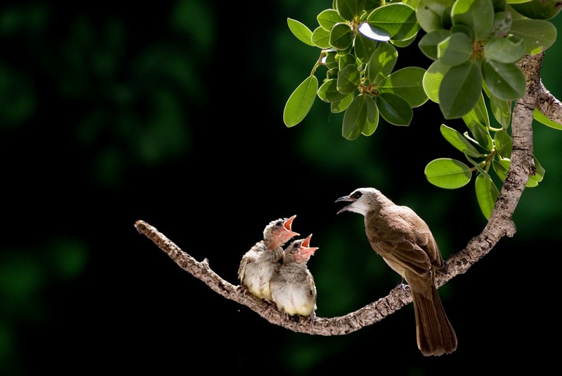 Mother Love # 3923 摄影 chookia