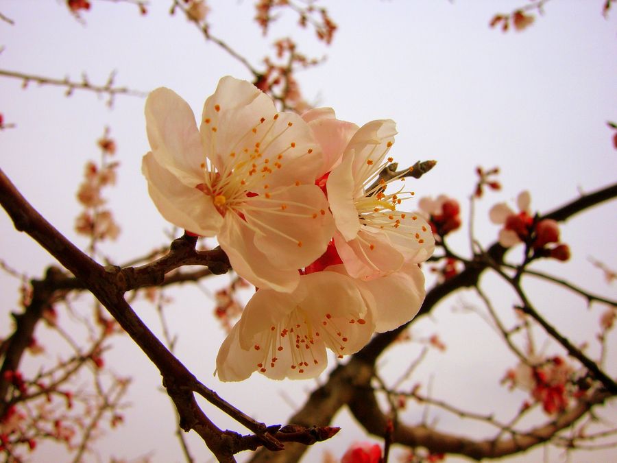 二月桃花 摄影 千岛湖