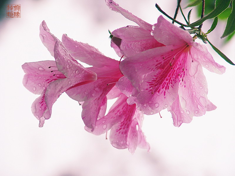 雨后_01 摄影 柠檬棒棒糖