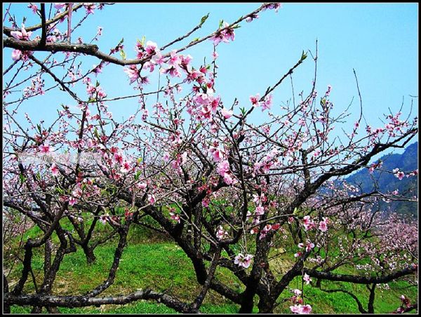 桃花 摄影 千岛湖