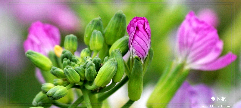 白萝卜花花 摄影 一思