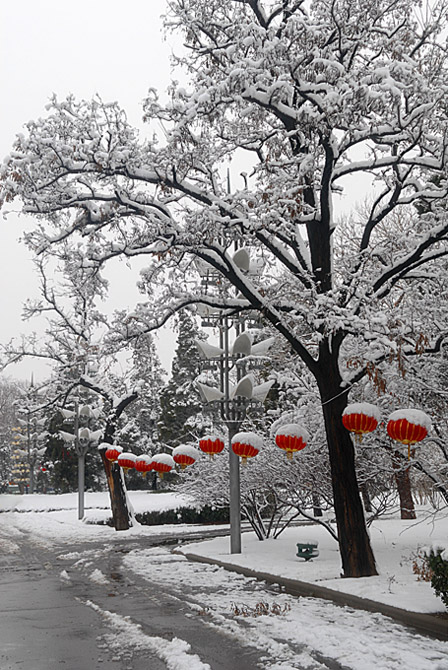 正月十五的大雪（6） 摄影 大白兔子