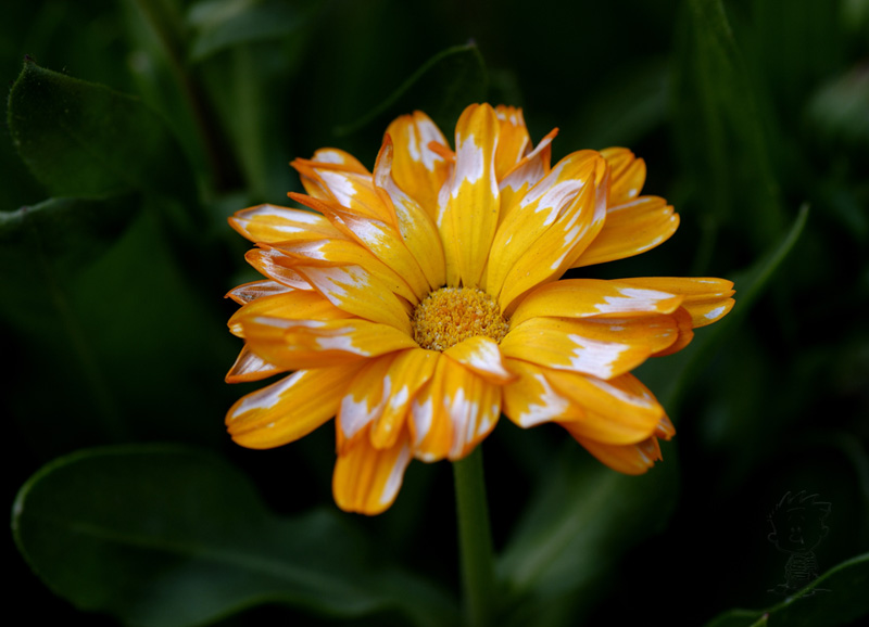 菊花 摄影 小猴子