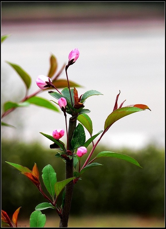 五朵红花 摄影 晨希