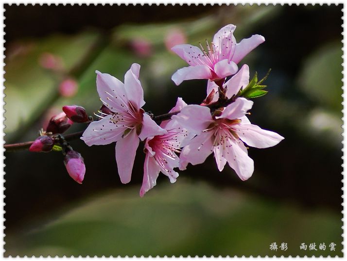 桃花 摄影 雨做的云