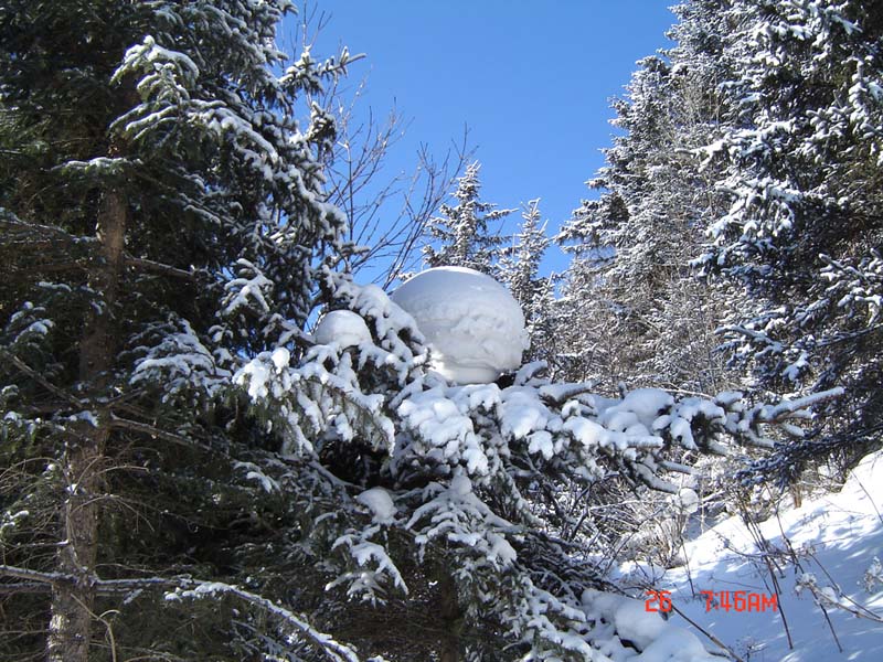 家乡雪3 摄影 小爪冰冰凉凉