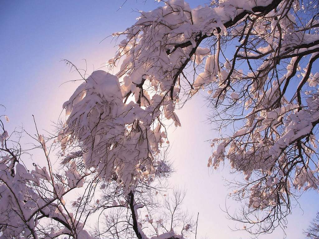 通化的大雪 摄影 雪中飞