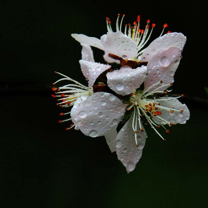 雨打梅花 摄影 山风