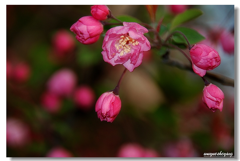 试机-桃花 摄影 若柳舞月