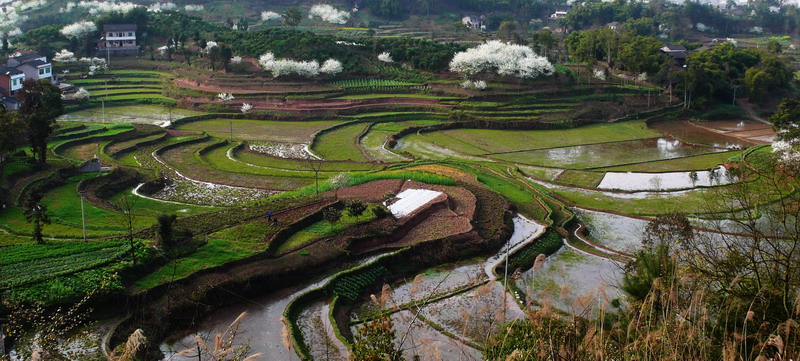 川东梯田 摄影 靖哥梦影