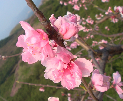 桃花盛开 摄影 温馨