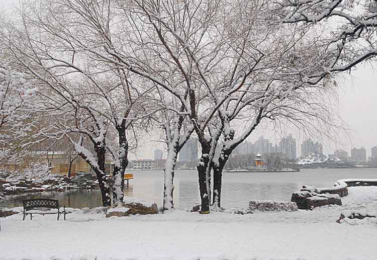 正月十五的大雪（7） 摄影 大白兔子