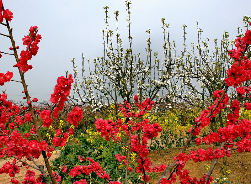 梨花白，菜花黄。小桃红一派好春光。 摄影 jxf99