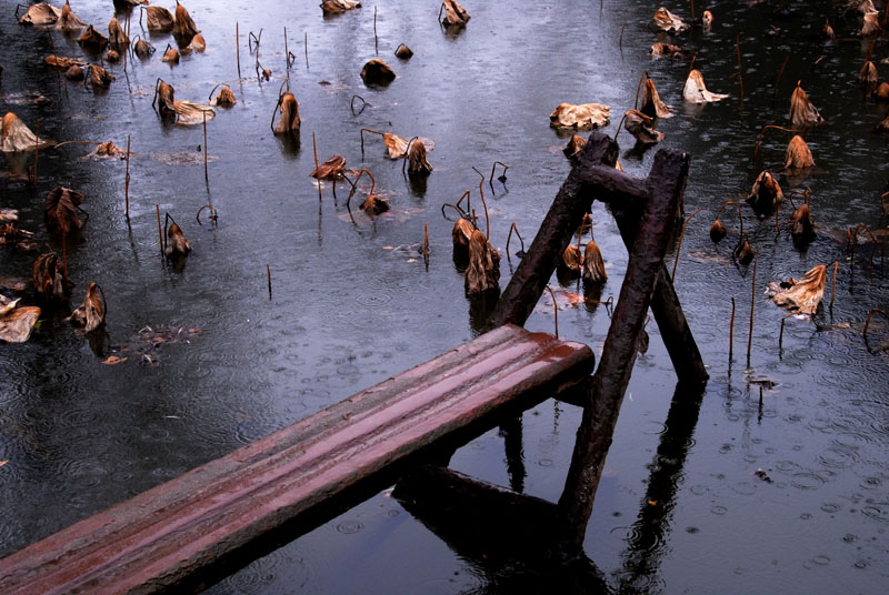 雨中残荷 摄影 明心