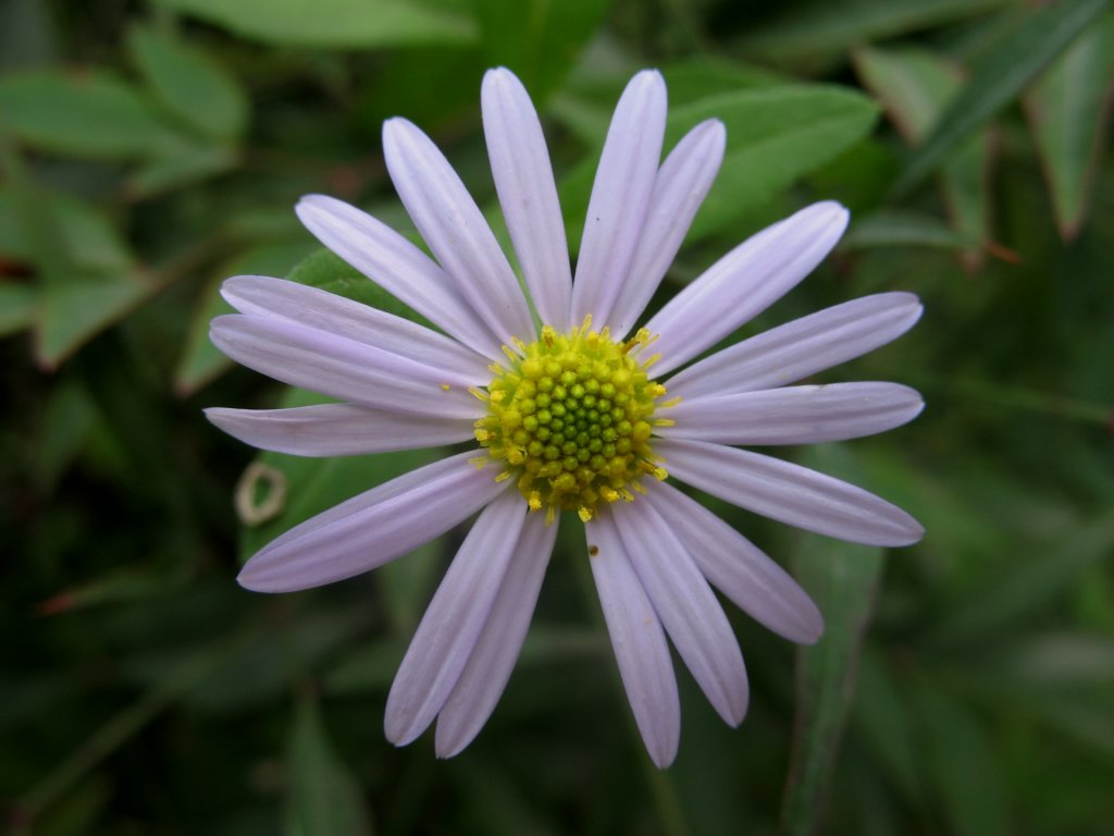 花 摄影 阳光灿烂中