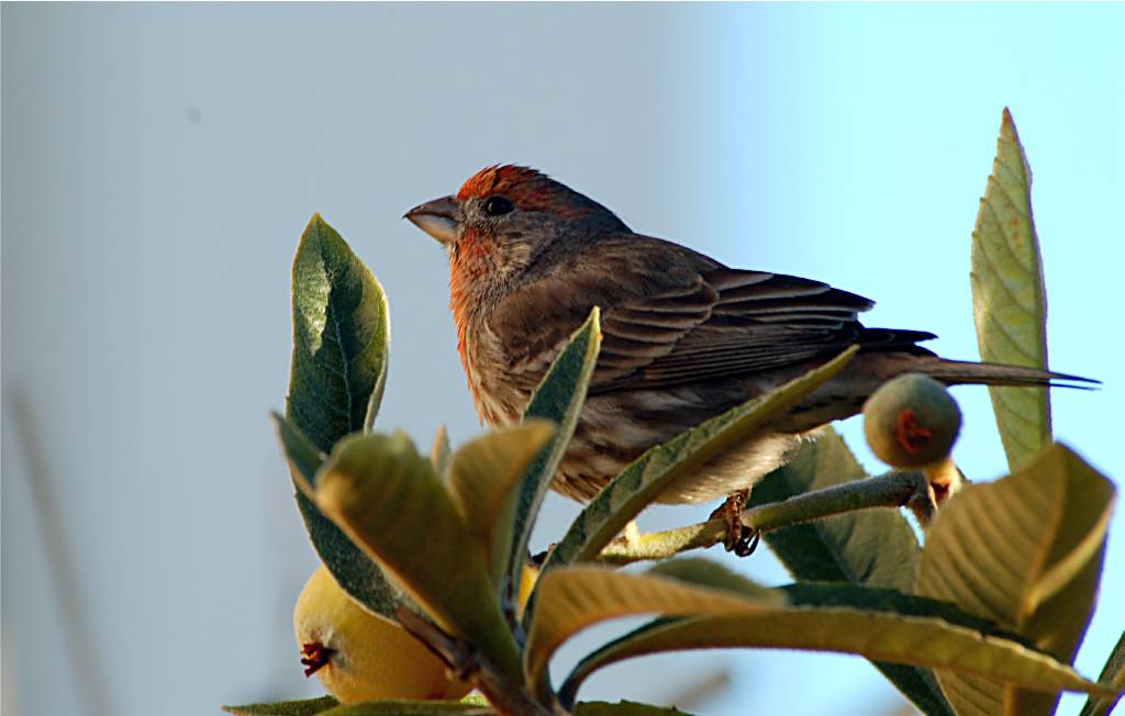 bird-746 摄影 fengsheng