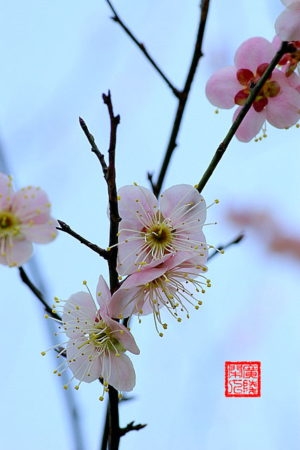 梅花 摄影 广陵闲人