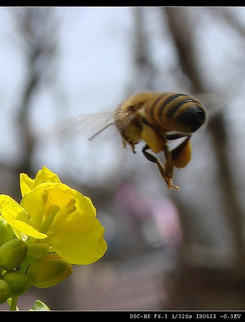 蜜蜂和菜花 摄影 车古尖