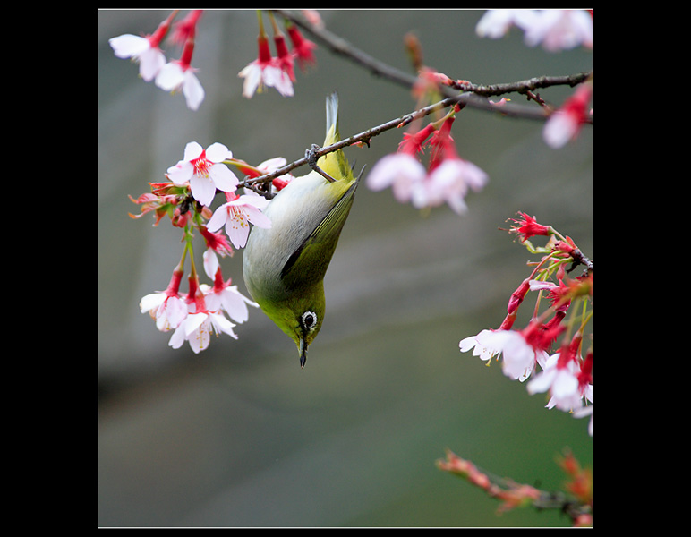 樱花与绣眼 摄影 pigeon