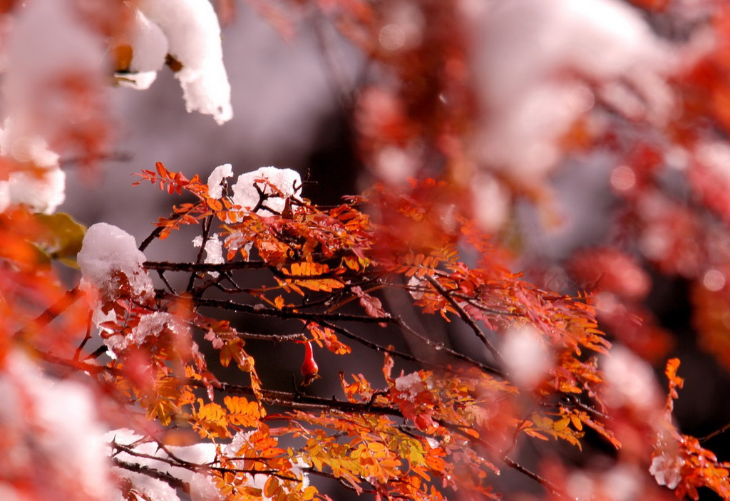 傲雪 摄影 正先