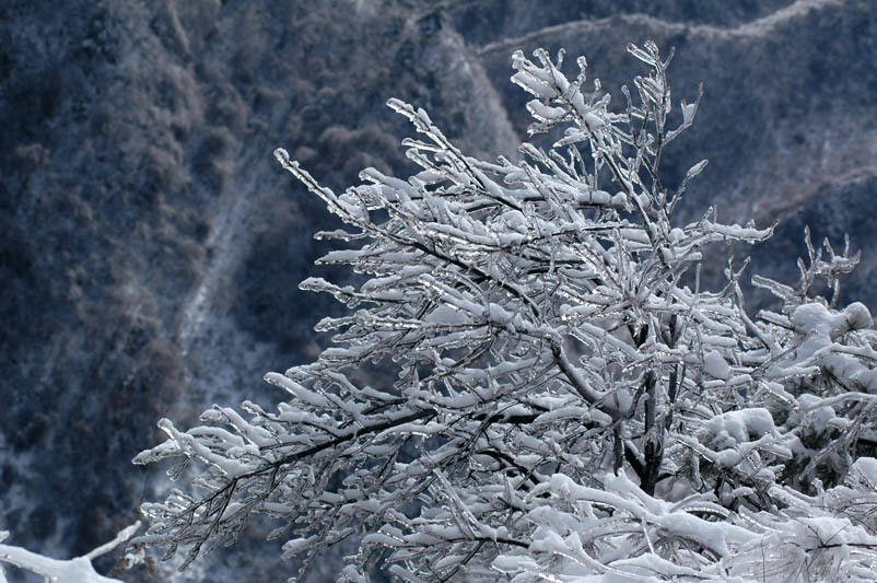 雪树 摄影 朴拙