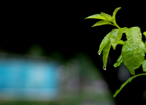 春序－听雨 摄影 欧阳晓佳