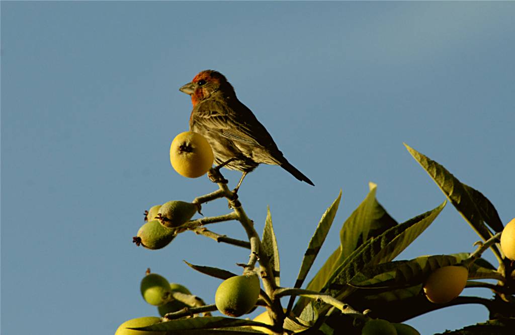 bird-743 摄影 fengsheng