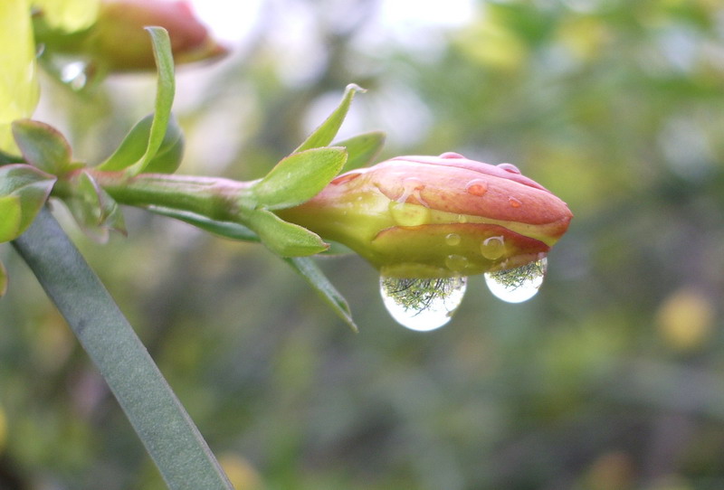 迎春 摄影 雨中帆影