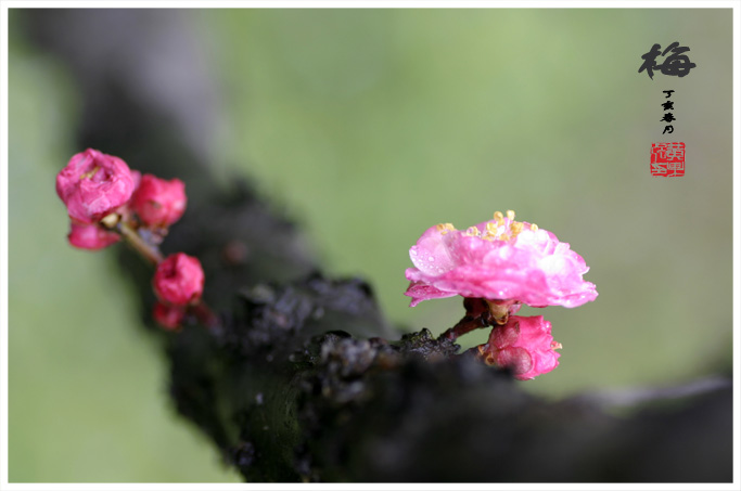 梅花 摄影 新空气