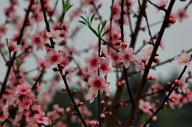 桃花 摄影 弈天