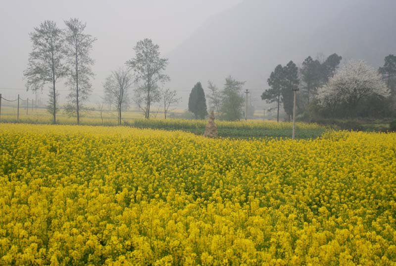 油菜花香 摄影 摄摄迷迷