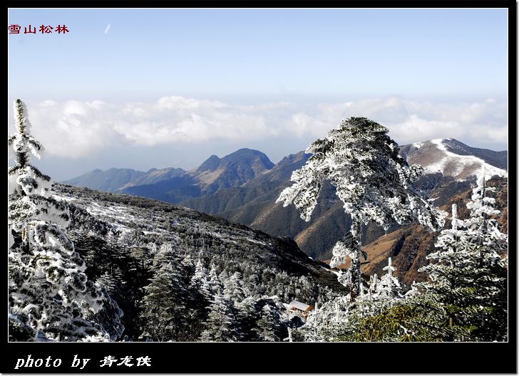 雪山松林 摄影 青龙侠