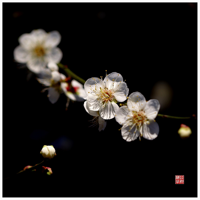 淡如梅花 摄影 万记