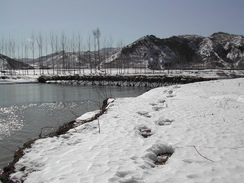 雪 摄影 爱吃鱼